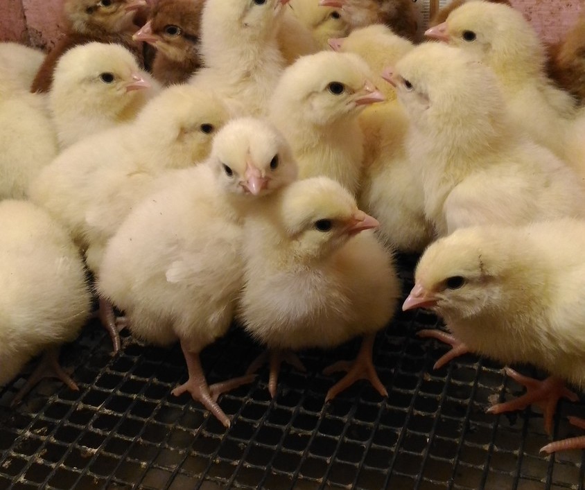 ЦЫПЛЯТА БРЕСС ГАЛЬСКИЕ&nbsp;