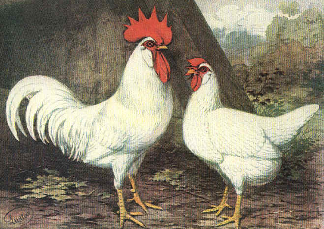 &nbsp; &nbsp; &nbsp; &nbsp; &nbsp; &nbsp; &nbsp; &nbsp; &nbsp; &nbsp; &nbsp; &nbsp; &nbsp; &nbsp; &nbsp; &nbsp; &nbsp; &nbsp; &nbsp; &nbsp; &nbsp; &nbsp; &nbsp; &nbsp; &nbsp; &nbsp; &nbsp; &nbsp; &nbsp; &nbsp; &nbsp; &nbsp; &nbsp; &nbsp; &nbsp; &nbsp; &nbsp; &nbsp; &nbsp; &nbsp; &nbsp; &nbsp; &nbsp; &nbsp; &nbsp; &nbsp; &nbsp; &nbsp; &nbsp; &nbsp; &nbsp; &nbsp; &nbsp; &nbsp; &nbsp; &nbsp; &nbsp; &nbsp; &nbsp; &nbsp; &nbsp; &nbsp; &nbsp; Английский тип Леггорн