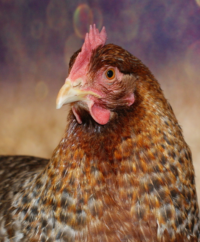 Курица Билефельдер — соответствие стандарту: оранжевые глаза, жёлтый клюв, насыщенный окрас