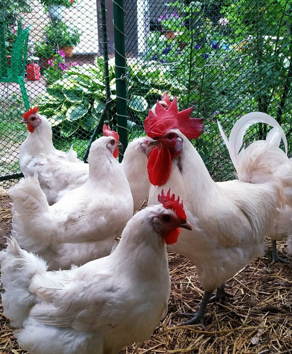 Племенная группа Бресс Гальская — петух и 3 курицы в летнем вольере, крупные, статные, соответствие стандарту породы, ЛПХ АК47