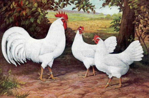 &nbsp; &nbsp; &nbsp; &nbsp; &nbsp; &nbsp; &nbsp; &nbsp; &nbsp; &nbsp; &nbsp; &nbsp; &nbsp; &nbsp; &nbsp; &nbsp; &nbsp; &nbsp; &nbsp; &nbsp; &nbsp; &nbsp; &nbsp; &nbsp; &nbsp; &nbsp; &nbsp; &nbsp; &nbsp; &nbsp; &nbsp; &nbsp; &nbsp; &nbsp; &nbsp; &nbsp; &nbsp; &nbsp; &nbsp; &nbsp; &nbsp; &nbsp; &nbsp; &nbsp; &nbsp; &nbsp; &nbsp; &nbsp; &nbsp; &nbsp; &nbsp; &nbsp; &nbsp; &nbsp; &nbsp; &nbsp; &nbsp; &nbsp; &nbsp; &nbsp;Американский тип Леггорн