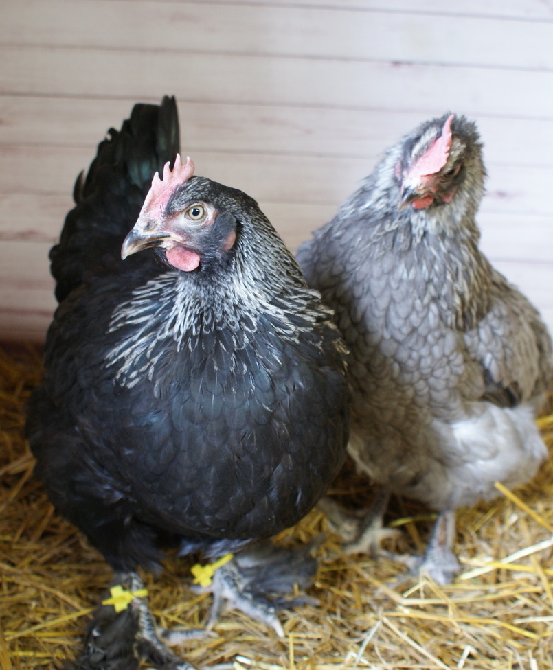 Две молодые курицы Маран в крупном плане — окрас чёрное серебро и голубое серебро, выраженные серебряные ожерелья, оперённые ноги, признаки высокой выставочной оценки, ЛПХ АК47