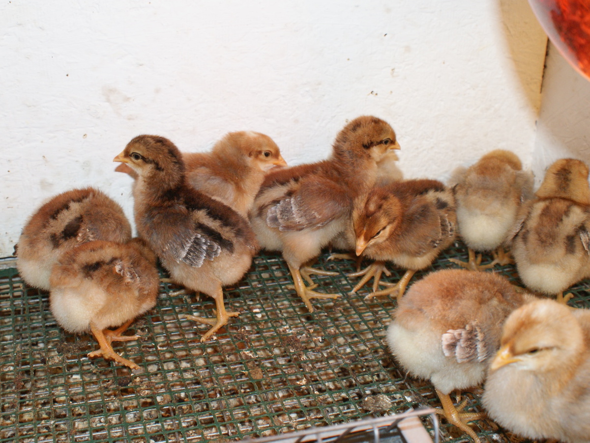 ЦЫПЛЯТА БИЛЕФЕЛЬДЕР&nbsp;