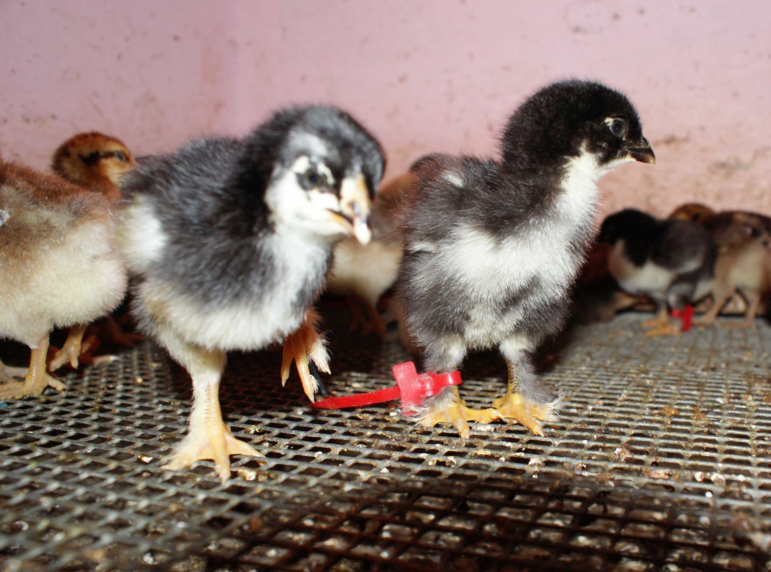 ЦЫПЛЯТА МАРАН&nbsp;