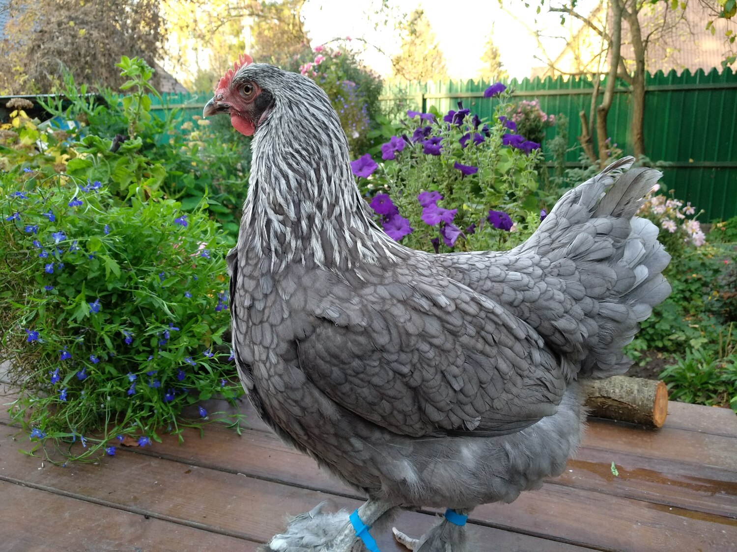 Курица Маран окрас Голубое Серебро — племенной производитель, ЛПХ АК47, легат клуба Маран