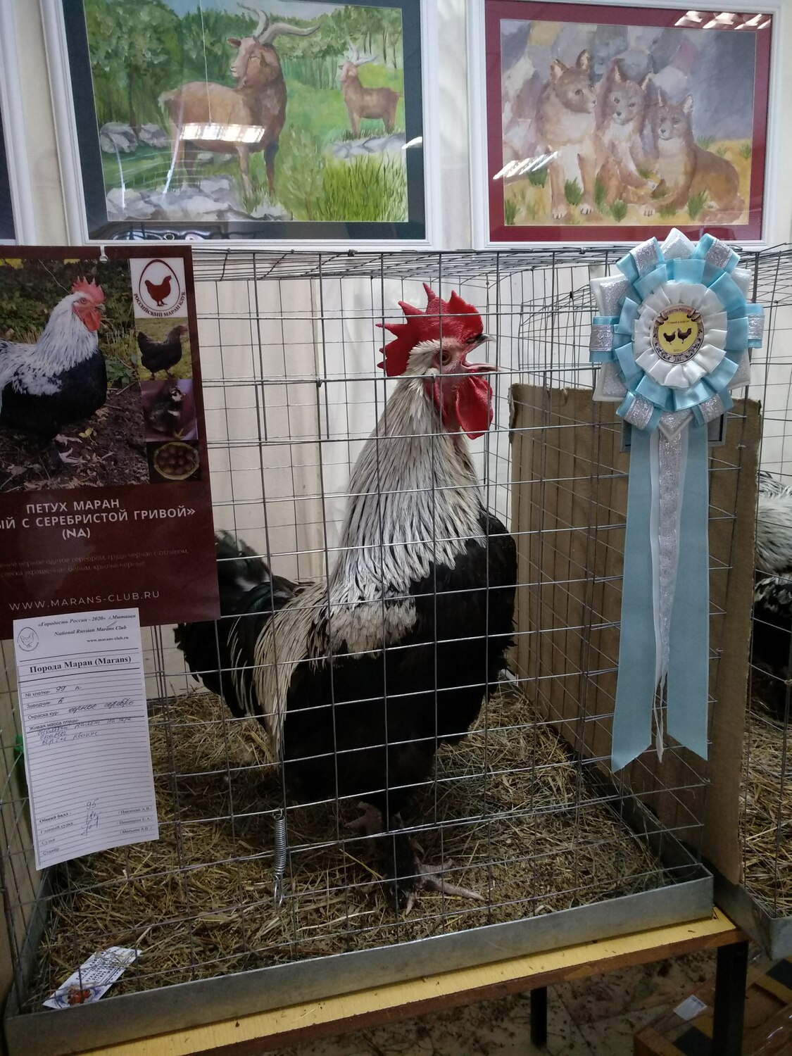 Елена Аксёнова с дипломом за племенных кур Маран на выставке птицеводов, племенной петух породы Маран окрас Черное Серебро