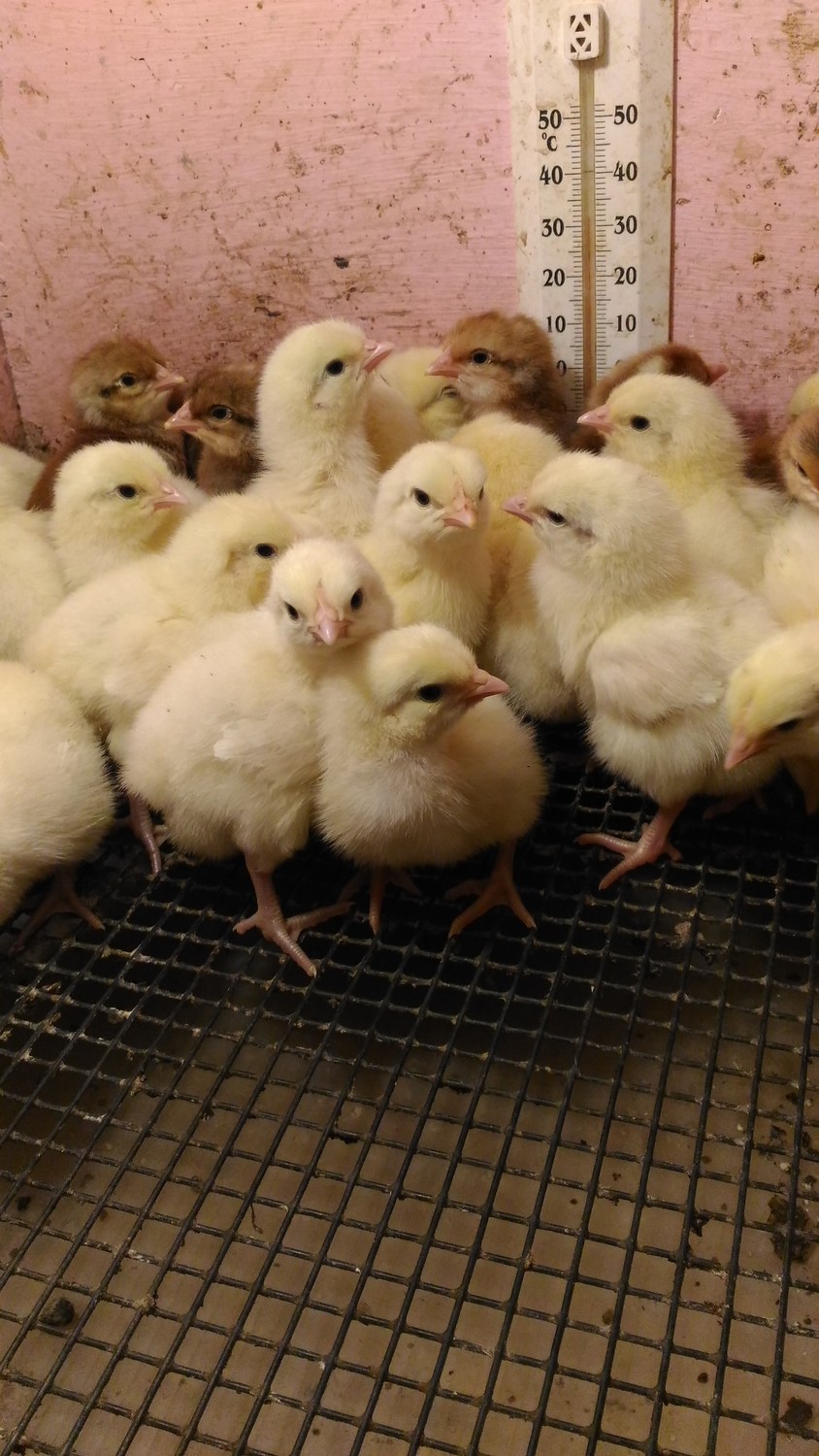 <span style="font-weight: bold;">Курочки и Петушки Бресс Гальские выводы 1 и 11 июня 2019</span>