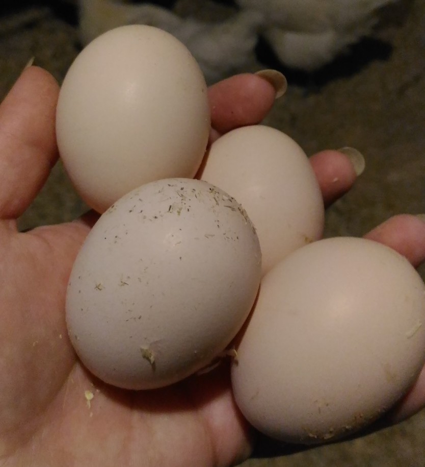 <span style="font-weight: normal;">ИНКУБАЦИОННОЕ ЯЙЦО КУР БРЕСС ГАЛЬСКИХ&nbsp;</span>