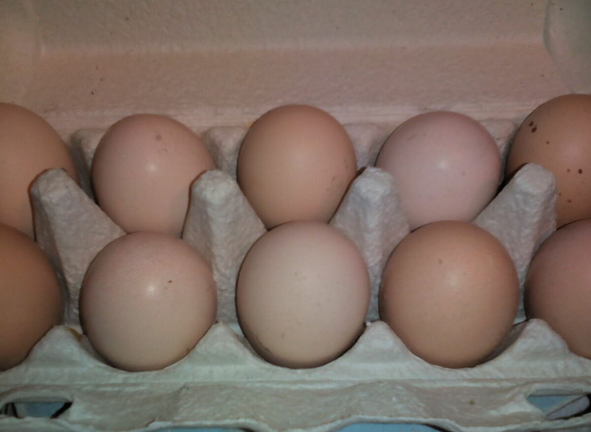 ИНКУБАЦИОННОЕ ЯЙЦО КУР БИЛЕФЕЛЬДЕР&nbsp;