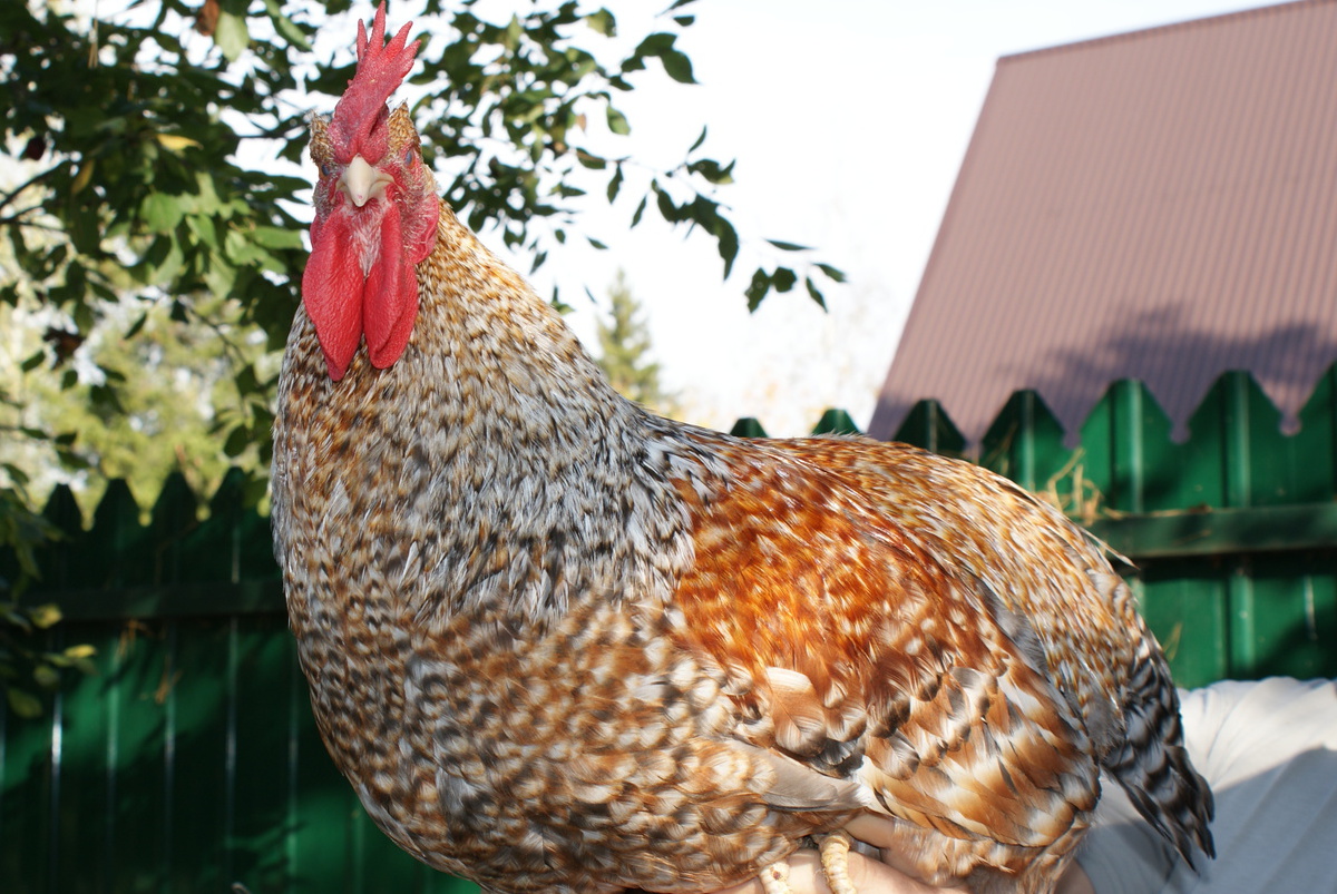 <span style="font-weight: bold;">Петушки Билефельдер и Маранс</span>&nbsp;&nbsp;